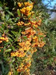 Pyracantha buisson ardent (Pyracantha pauciflora) en fruits