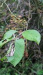 merisier à grappes (Prunus padus), défioliation par chenilles d'Yponomeuta (sorte de « teigne »)
