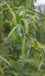 saule à trois étamines en fruits (Salix triandra)