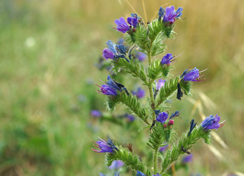 La vipérine (Echium vulgare), plante très visitée par les insectes et seule source d'alimentation des abeilles osmies Osmia adunca et Osmia anthocopoides