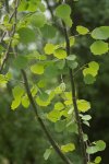 peuplier tremble (Populus tremula)