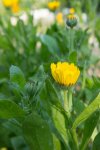 souci (Calendula officinalis)