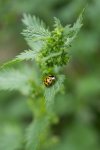 petite ortie (Urtica urens) et coccinelle