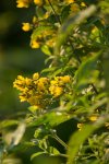 lysimaque commune (Lysimachia vulgaris)