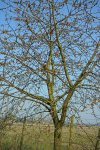 port du cerisier (Prunus avium)