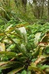 scolopendre (Phyllitis scolopendrium / Asplenium scolopendrium)