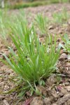 bleuet (Centaurea cyanus) : rosette
