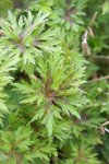 bouton d'or ou renoncule âcre (Ranunculus acris) : feuillage