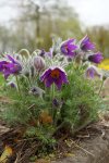 anémone pulsatille (Anemone pulsatilla)