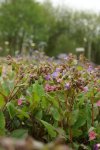 pulmonaire (Pulmonaria officinale) en floraison