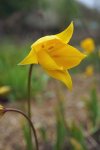tulipe des bois (Tulipa sylvestris)