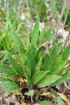 julienne des dames (Hesperis matronalis) : touffe des feuilles