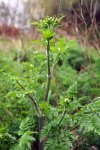 anthrisque sauvage (Anthriscus sylvestris)