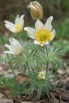 anémone pulsatille (Anemone pulsatilla 'Alba')