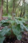 gouet (Arum maculatum)