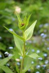 valériane rouge (Centranthus ruber)