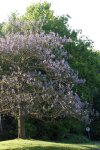 pauwlonia (Paulownia tomentosa)