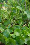 écuelle d'eau (Hydrocotyle vulgaris)