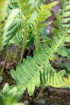 polypode commun (Polypodium vulgare)
