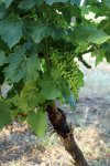 vigne (Vitis vinifera)