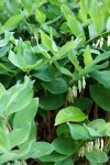 sceau de Salomon odorant (Polygonatum odoratum)