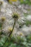 anémone pulsatille (Anemone pulsatilla) : fructification