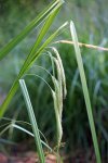laiche faux-souchet (Carex pseudocyperus)