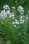 julienne des dames (Hesperis matronalis)