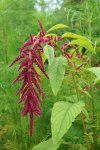 amarante queue-de-renard (Amaranthus caudatus)