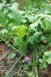 navet (Brassica rapa)