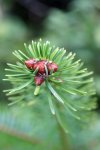 sapin pectiné (Abies alba)