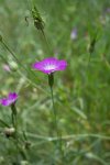 nielle des blés (Agrostemma githago)