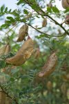 baguenaudier (Colutea arborescens) en fruits