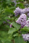 lilas (Syringa vulgaris)