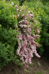 weigéla (Weigela florida)