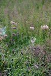 dactyle aggloméré (Dactylis glomerata)