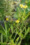 petite douve (Ranunculus flammula)