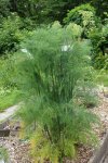 pied de fenouil (Foeniculum vulgare)