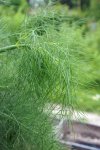 fenouil (Foeniculum vulgare)