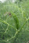 fenouil (Foeniculum vulgare)