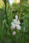 gaura (Oenothera lindheimeri)