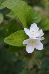 floraison du seringat (Philadelphus coronaria)