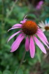 échinacée pourpre (Echinacea purpurea)