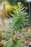 euphorbe petit-cyprès (Euphorbia cyparissias)