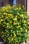 millepertuis à grands fleurs (Hypericum calycinum)