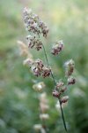 dactyle aggloméré (Dactylis glomerata) avec sacs polliniques rouge Bordeaux