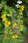 lysimaque ponctuée (Lysimachia punctata) en floraison