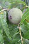 noyer noir (Juglans nigra)