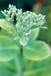 grand orpin (Sedum telephium)