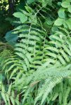 fougère mâle (Dryopteris filix-mas)